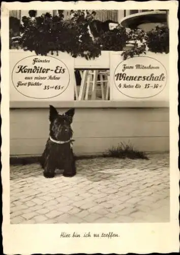 Ak Terrier vor der Konditorei