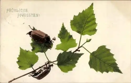Ak Pfingsten Maikäfer auf Zweig