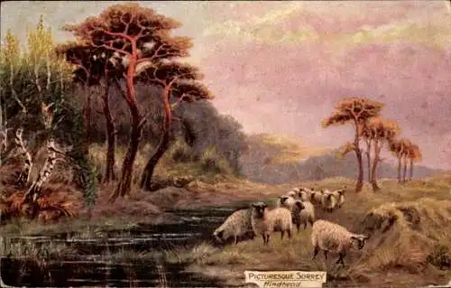 Ak Hindhead Surrey England, Schafe, Fluss, Bäume