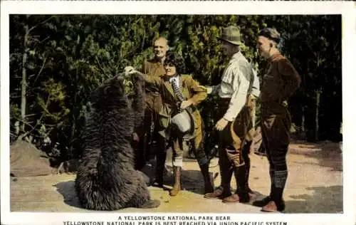 Ak Wyoming USA, Yellowstone National Park, Ein Bär im Yellowstone National Park. Der Bär wird ...