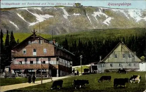 Ak Riesengebirge Schlesien, Schronisko na Starej Polanie, Schlingelbaude, Prinz Heinrich Baude