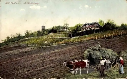 Ak Bad Nauheim in Hessen,  Johannisberg, Weinberge, Kühe, landwirtschaftliche Szenerie