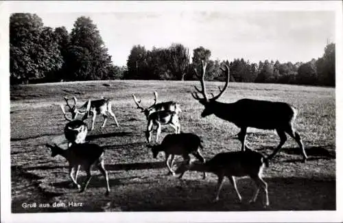Ak Falkenstein im Harz, Mehrere Hirsche auf einer Lichtung im Wald