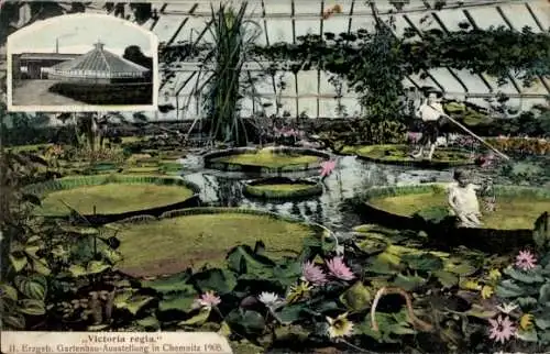 Ak Chemnitz in Sachsen, Victoria regia, Gartenbauausstellung