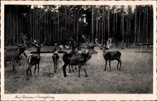 Ak Aus Dessau's Umgebung, Hirsche