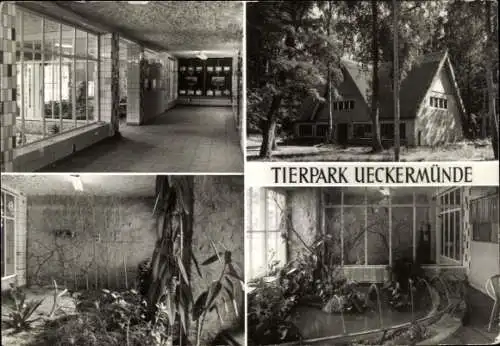 Ak Ueckermünde in Vorpommern, Tierpark, Vivarium, Innenansichten, Gebäude, Pflanzen