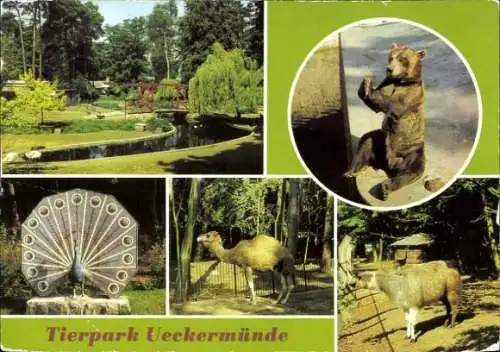 Ak Ueckermünde in Vorpommern, Tierpark  Braunbär, Dromedar, Lama, Wassergeflügelanlage, Mosaik...