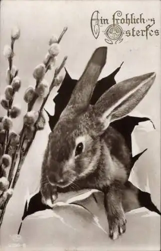 Ak Glückwunsch Ostern, Osterhase, Weidenkätzchen