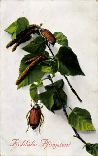 Ak Glückwunsch, Pfingsten, Maikäfer