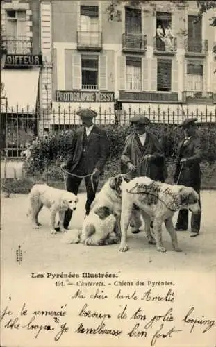 CPA Les Pyrénées Illustrées, Cauterets, Chiens des Pyrénées