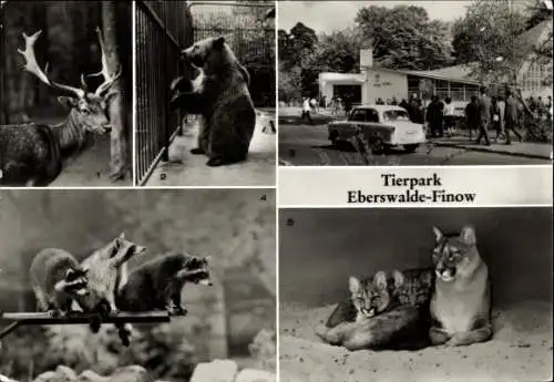 Ak Finow Eberswalde in der Mark, Tierpark, Damhirsch, Braunbär, Gaststätte, Waschbären, Puma