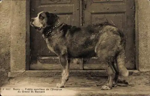 CPA Barry, Fidele serviteur de l'Hospice du Grand St. Bernard