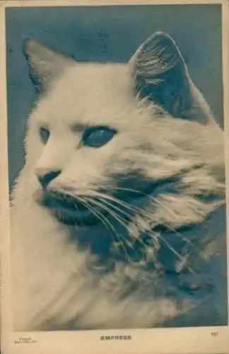 Ak Katze, Tierportrait