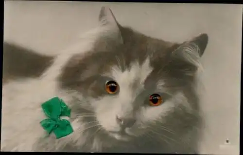 Ak Katze, grüne Schleife, Tierportrait