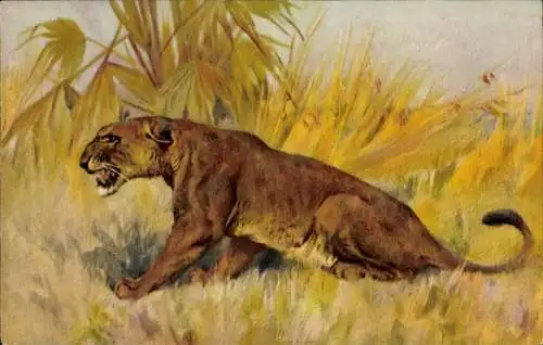 Künstler Ak Afrika, Löwin