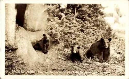 Ak USA, Mutter Bär und ihre Jungen