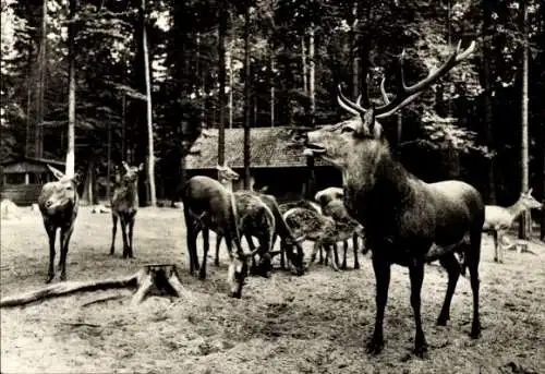 Ak Eberswalde in der Mark, Tierpark Eberswalde, Rothirsche