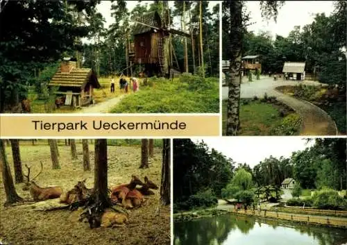 Ak Ueckermünde in Vorpommern, Tierpark, Windmühle