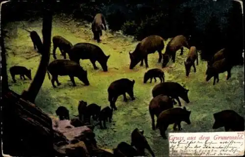 Ak Berlin Wilmersdorf Grunewald, Wildschweine in der Natur, Gruss aus dem Grunewald