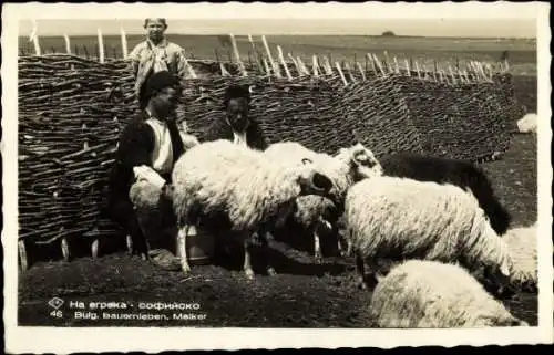 Ak Bulgarien, Bauernleben, Melker, Schafe