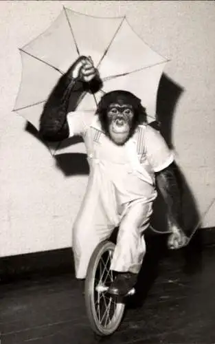 Foto Jonny & Boy, Schimpanse, Einrad