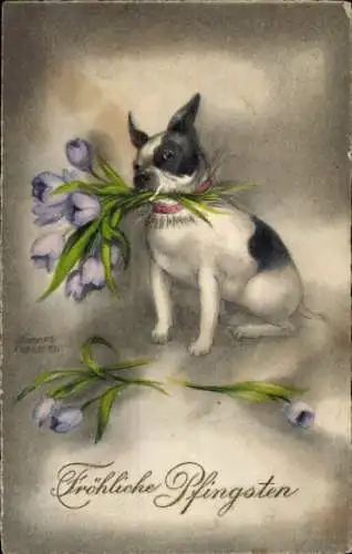 Künstler Ak Petersen, H., Glückwunsch Pfingsten, Französische Bulldogge mit Blumen