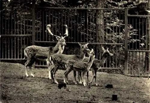 Ak Eberswalde in der Mark, Tierpark, Damwild