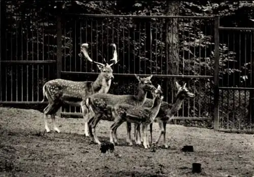 Ak Eberswalde in der Mark, Tierpark, Damwild