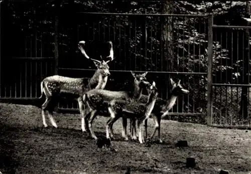 Ak Eberswalde in der Mark, Tierpark Eberswalde, Damwild