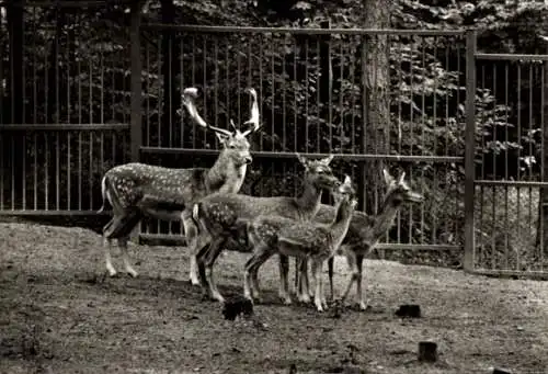 Ak Eberswalde in der Mark, Tierpark, Damwild