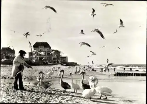 Ak Ostseebad Kühlungsborn, Vögel fliegen über ein Gebäude, winterliche Szenerie, Schwarz-Weiß-...