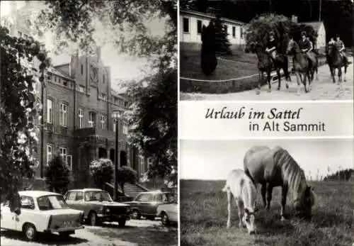 Ak Alt Sammit Krakow am See, Abt. Alt Sammit des VE-Gestüts Ganschow, Pferde