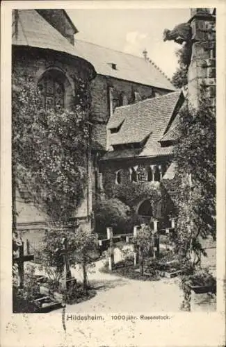 Ak Hildesheim in Niedersachsen,  1000 jähr. Rosenstock, Klosteranlage, Blumenbeete