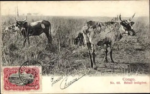 Ak Congo Belge DR Kongo Zaire, Kühe im Gras, Beschriftung:  No. 60, Bétail indigène