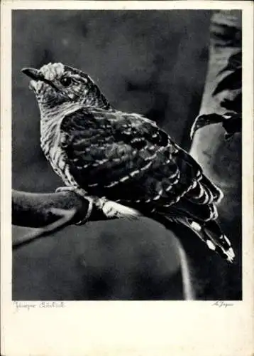 Ak Kuckuck, Vogel