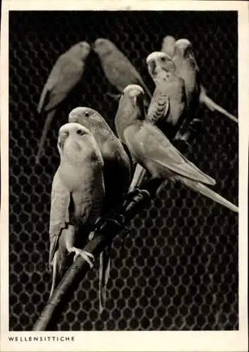 Ak Tiere, Eine Gruppe von Wellensittichen in Voliere