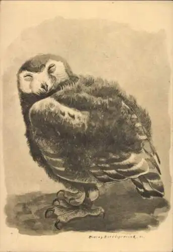 Künstler Ak Ridley Borchgrevink, Eule, Tierportrait