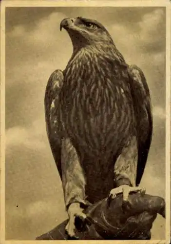Ak Vogel, Kaiseradler, Tierportrait