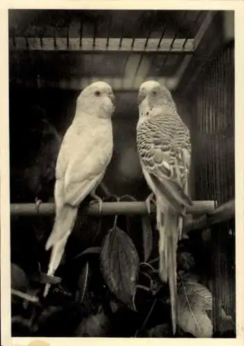 Ak Vögel, Wellensittiche, Tierportrait