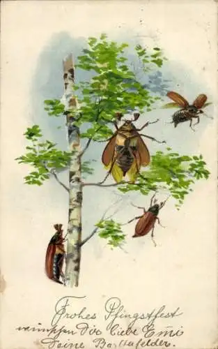 Ak Glückwunsch Pfingsten, Maikäfer, Birke