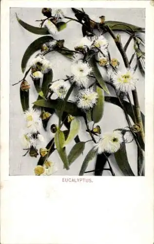 Ak  Eukalyptusblüten und -blätter