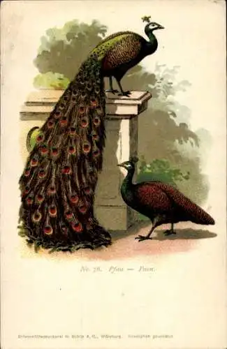 Künstler Ak Pfau No. 76, Hahn und Henne