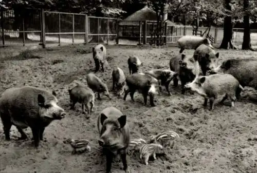 Ak Finow Eberswalde in der Mark, Wildschweine im Tierpark