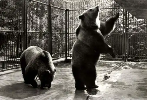 Ak Eberswalde in der Mark, Tierpark Eberswalde, Braunbären