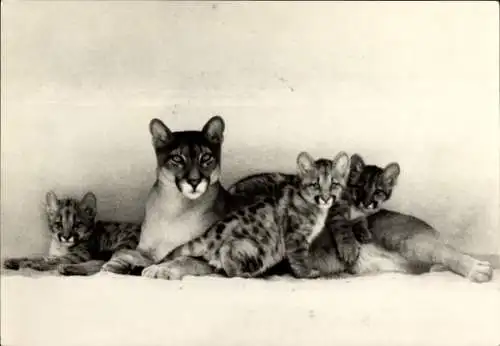 Ak Eberswalde in der Mark, Tierpark Eberswalde, Puma mit Jungtieren