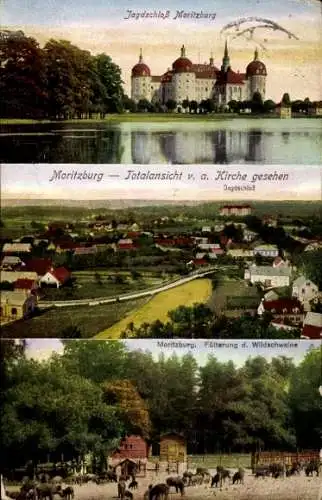 Ak Moritzburg in Sachsen, Jagdschloß  Blick auf die Kirche, Wildschweinfütterung