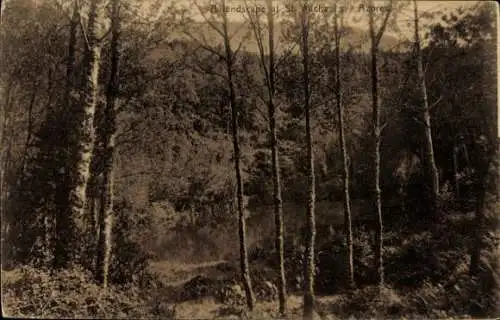 Ak São Miguel Azoren Portugal, Waldidyll