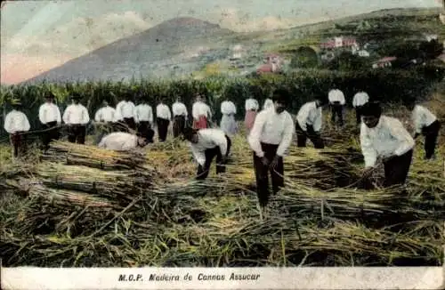 Ak Madeira, Landwirtschaft, Ernte, Bauern