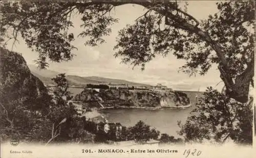 Ak Monaco, Schöne Küstenlandschaft, Olivenbäume,  Gebäude