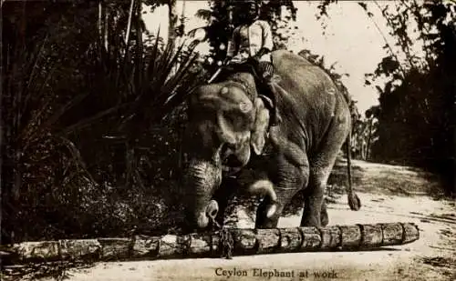 PC Ceylon Sri Lanka, Elephant at work